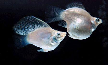 因為魚(yú)應該等待更長(cháng)時(shí)間才能交配進(jìn)行內部受精然后變成胎生