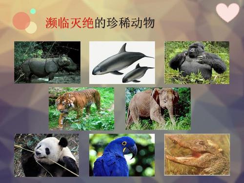 曾經(jīng)被瀕臨滅絕的魅力物種甚至在時(shí)尚成為一個(gè)因素之前就陷入了困境