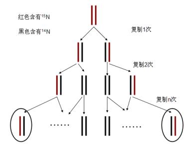 DNA分析表明大規模滅絕使得新的組合能夠上升