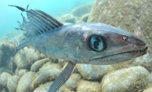 像龍魚(yú)這樣的深海生物以及它們在環(huán)境中生長(cháng)的適應性