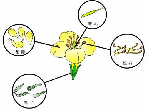 基因研究顯示并非所有植物都依賴(lài)光合作用來(lái)獲取營(yíng)養