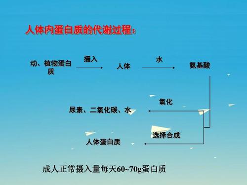 人類(lèi)學(xué)家提出了驅動(dòng)人類(lèi)進(jìn)化關(guān)鍵方面所需的新?tīng)I養源