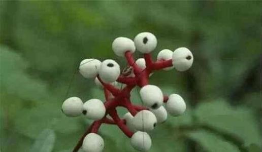 機器學(xué)習有助于識別有風(fēng)險的植物