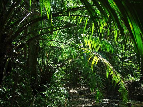 Studio Saxe在哥斯達黎加的Jungle Frame House內創(chuàng  )造了熱帶中庭