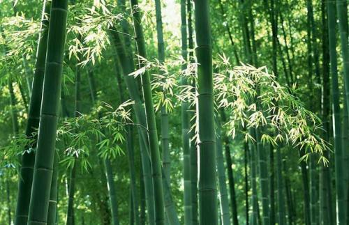 西線(xiàn)工作室為中國國家公園創(chuàng  )造了竹子通道