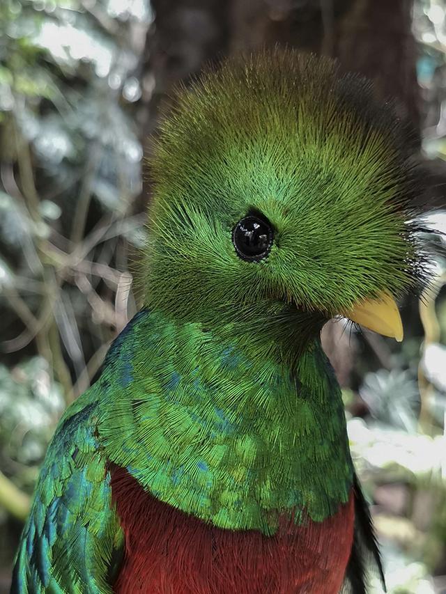 疑似華為P40樣張曝光：雙長(cháng)焦加持 背景虛化驚人