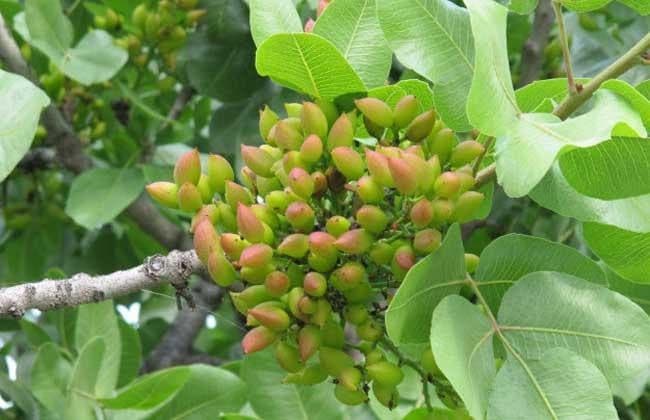 開(kāi)心果是什么樹(shù)的果實(shí)？