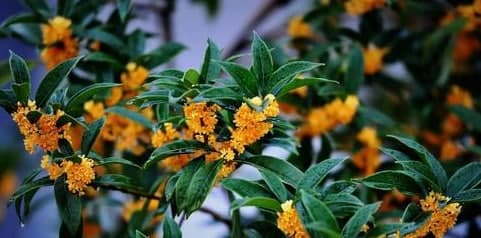 “何須淺碧深紅色，自是花中第一流”寫(xiě)的是什么花