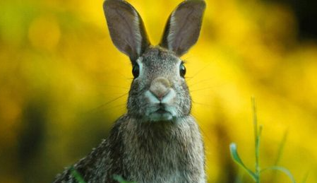 AI揭示了哪些動(dòng)物可以攜帶新的冠狀病毒