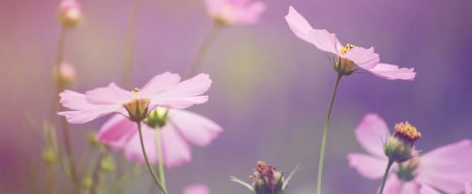 形容春暖花開(kāi)的優(yōu)美句子有哪些？