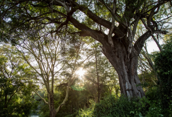 蘋(píng)果宣布2億美元“恢復基金”以清除大氣中的二氧化碳