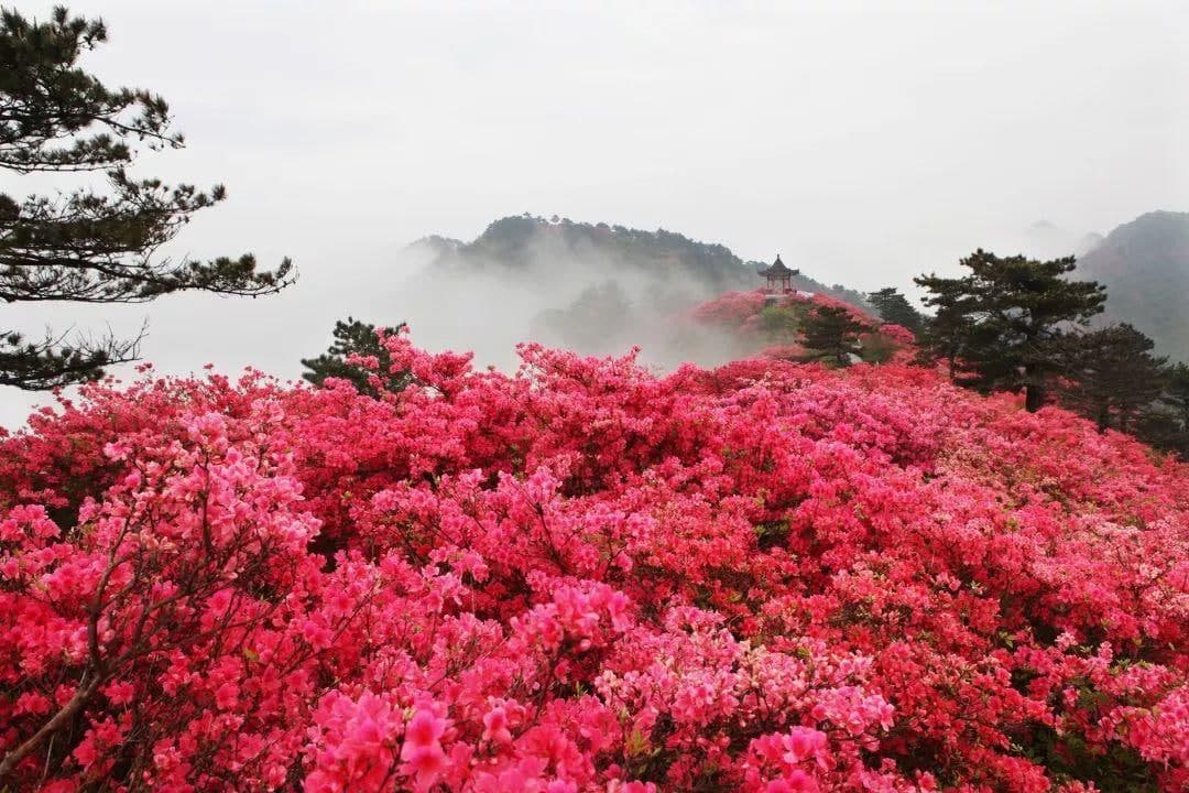 映山紅和杜鵑花的區別是什么？
